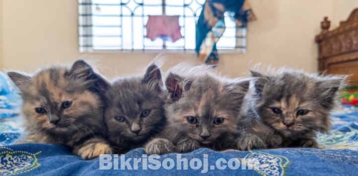 Persian Kitten (Doll Face)